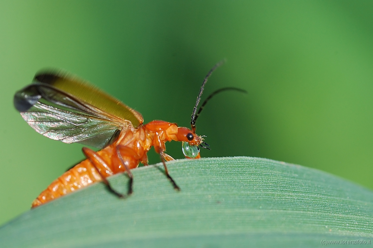 Cantharis rustica.jpg